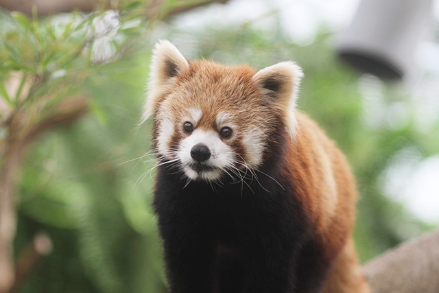 レッサーパンダ/神戸どうぶつ王国（兵庫県/神戸市）