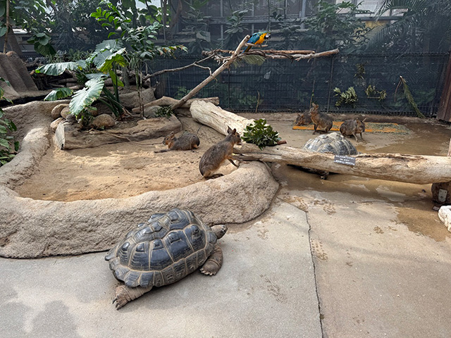 アルダブラゾウガメやマーラ/神戸どうぶつ王国（兵庫県/神戸市）