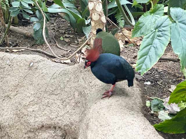 鳥たちも至近距離で見られる/神戸どうぶつ王国（兵庫県/神戸市）