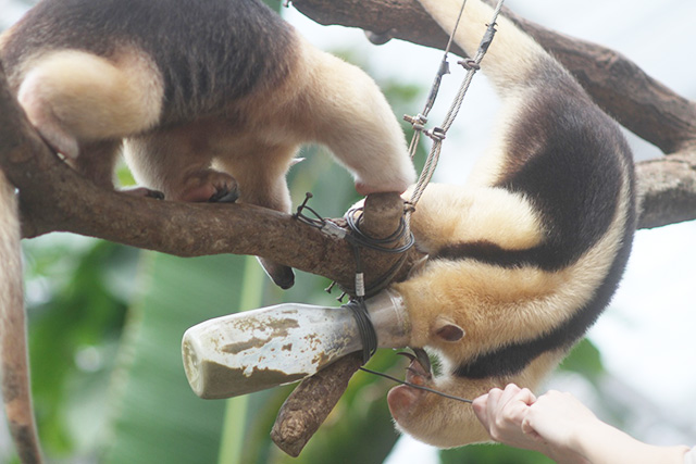 ミナミコアリクイ/神戸どうぶつ王国（兵庫県/神戸市）