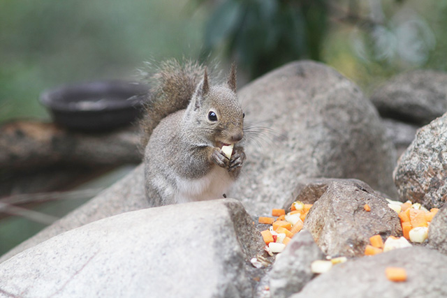 二ホンリス/神戸どうぶつ王国（兵庫県/神戸市）