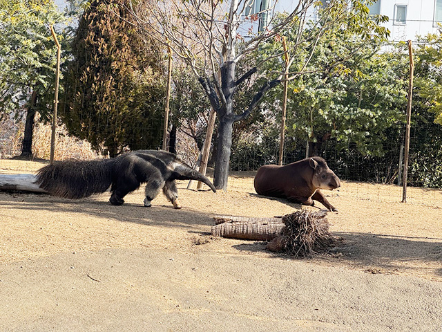 オオアリクイとアメリカバク/神戸どうぶつ王国（兵庫県/神戸市）
