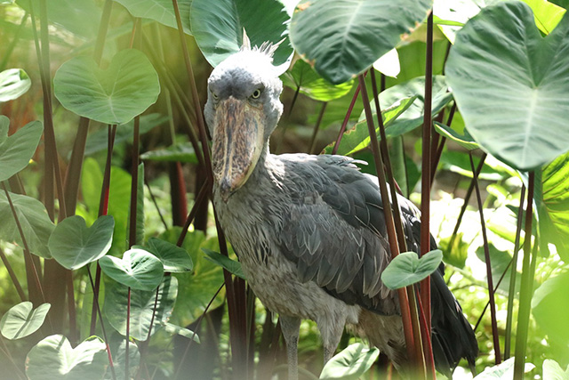 クラル（メス）/神戸どうぶつ王国（兵庫県/神戸市）