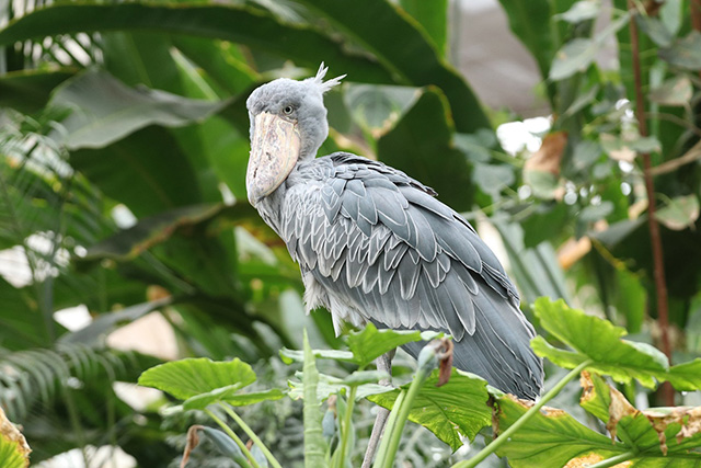 ハシビロコウ「マリンバ（メス）」/神戸どうぶつ王国（兵庫県/神戸市）