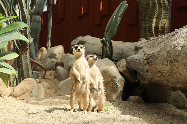 ミーアキャット/神戸どうぶつ王国（兵庫県/神戸市）