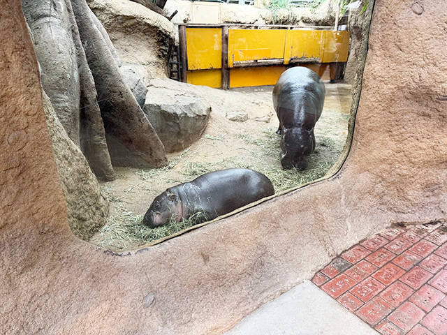 コビトカバの「ウタ」/神戸どうぶつ王国（兵庫県/神戸市）