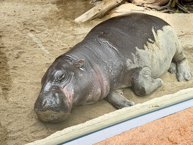 コビトカバ「タムタム」/神戸どうぶつ王国（兵庫県/神戸市）