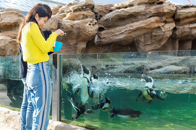 ペンギンのおやつタイム/神戸どうぶつ王国（兵庫県/神戸市）