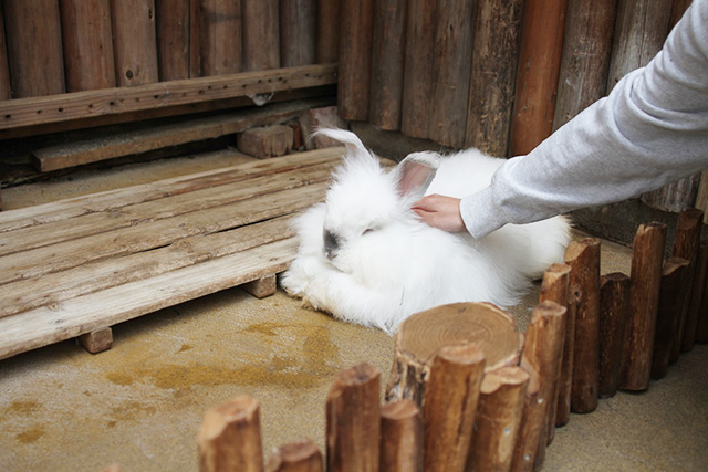 「ピョンタッチ」/神戸どうぶつ王国（兵庫県/神戸市）