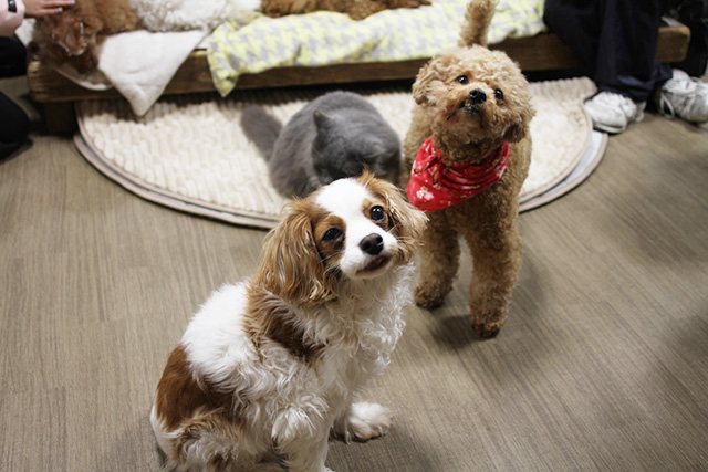 「ワンタッチ・ニャンタッチ」/神戸どうぶつ王国（兵庫県/神戸市）