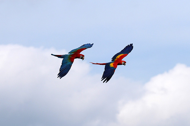 「Wings(ウィングス)～フリーフライトバードパフォーマンス～」/神戸どうぶつ王国（兵庫県/神戸市）
