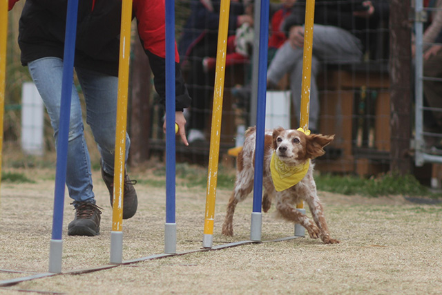 イヌによる「Buddy(バディ)～ドッグスポーツパフォーマンス～」/神戸どうぶつ王国（兵庫県/神戸市）