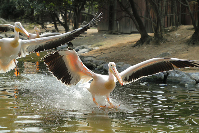 ペリカンフライト/神戸どうぶつ王国（兵庫県/神戸市）