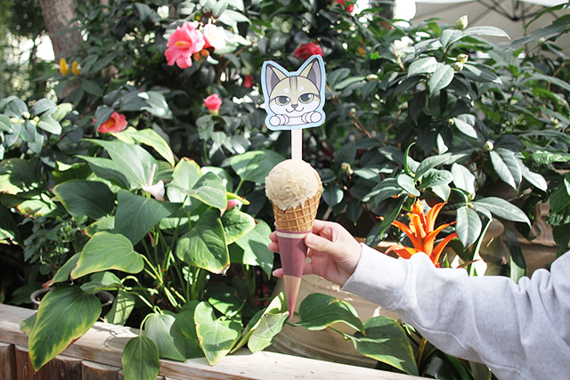 「スナネコアイス」/神戸どうぶつ王国（兵庫県/神戸市）