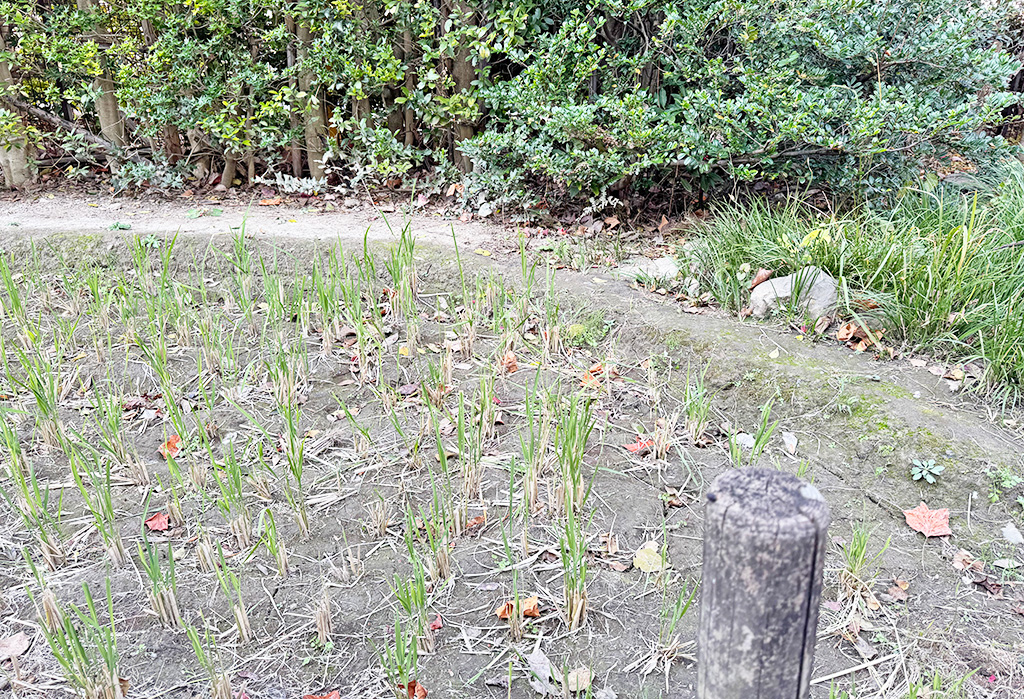 校舎の横にある水田/恵泉女学園中学校（東京都/世田谷区）