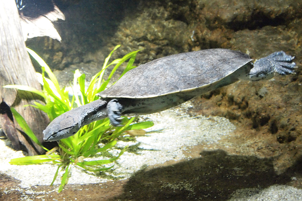 「ざんねんないきもの展３」/サンシャイン水族館（東京都/豊島区）