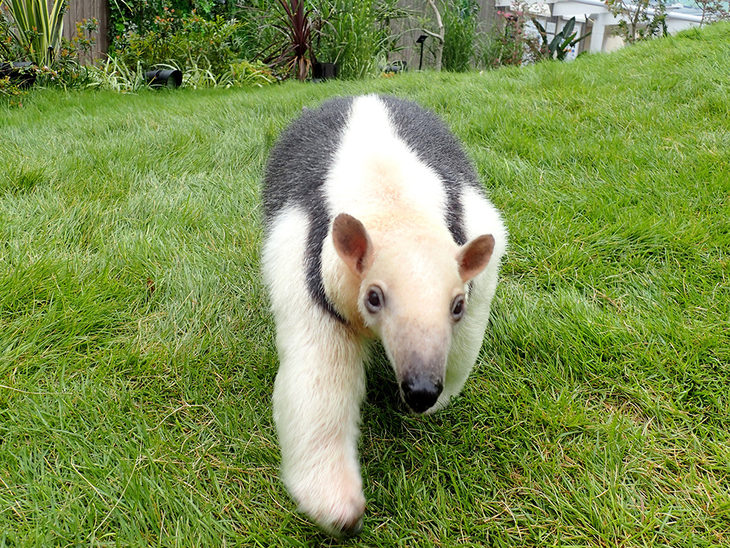 「ざんねんないきもの展３」ミナミコアリクイのコーナー/サンシャイン水族館（東京都/豊島区）