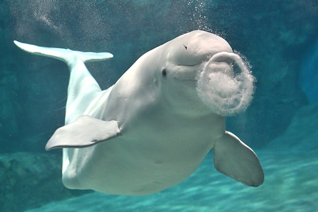 エンジェルリングを見せてくれたシロイルカの“グレイ”/名古屋港水族館（愛知県／名古屋市）