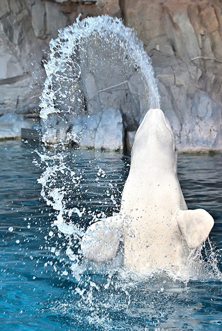 ジャンプして口から水を吹きだすシロイルカの“グレイ”/名古屋港水族館（愛知県／名古屋市）