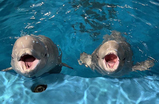 2024年生まれの“アラン”（左）と“リーリャ”（右）/しまね海洋館アクアス（島根県／浜田市）