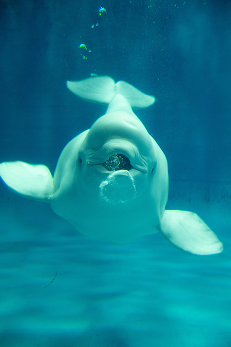 「幸せのバブルリング（R）」/しまね海洋館アクアス（島根県／浜田市）