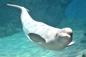 シロイルカ(ベルーガ)とは？日本のおすすめ水族館を紹介！性格や知能、おでこの秘密