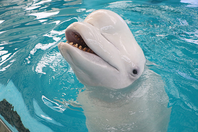 横浜・八景島シーパラダイスのシロイルカ（神奈川県/横浜市）