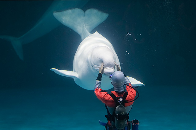 鴨川シーワールドのシロイルカ（千葉県/鴨川市）