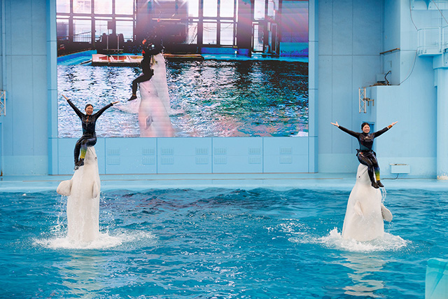 横浜・八景島シーパラダイスの「Animal Life Live!」のワンシーン