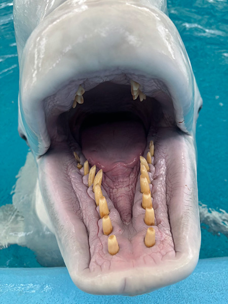 シロイルカの歯