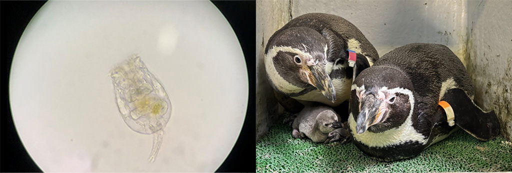 えのすいで発見!!たまごっちと海のなかまたち!(神奈川県/藤沢市)