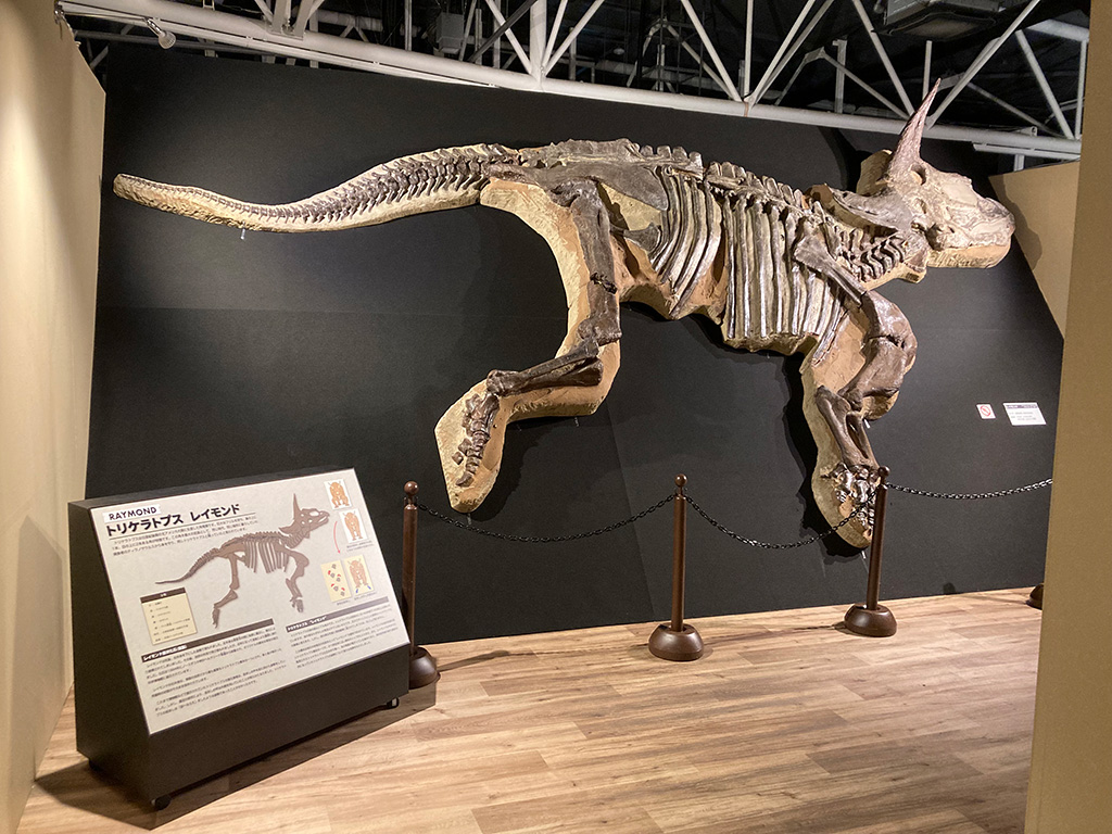 トリケラトプスの半身骨格/ジュラシックメイズinよみうりランド恐竜研究所（東京都/稲城市）