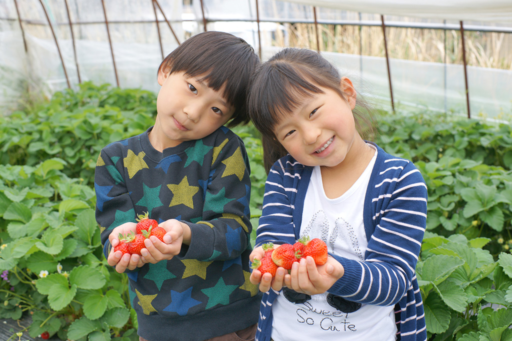 いちご狩り＆おいもといちごのパフェ作り体験/おいもといちごフェスティバル（茨城県/行方市）