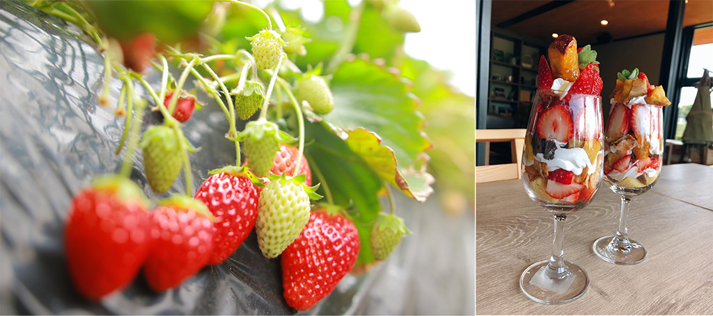 いちご狩り＆おいもといちごのパフェ作り体験/おいもといちごフェスティバル（茨城県/行方市）