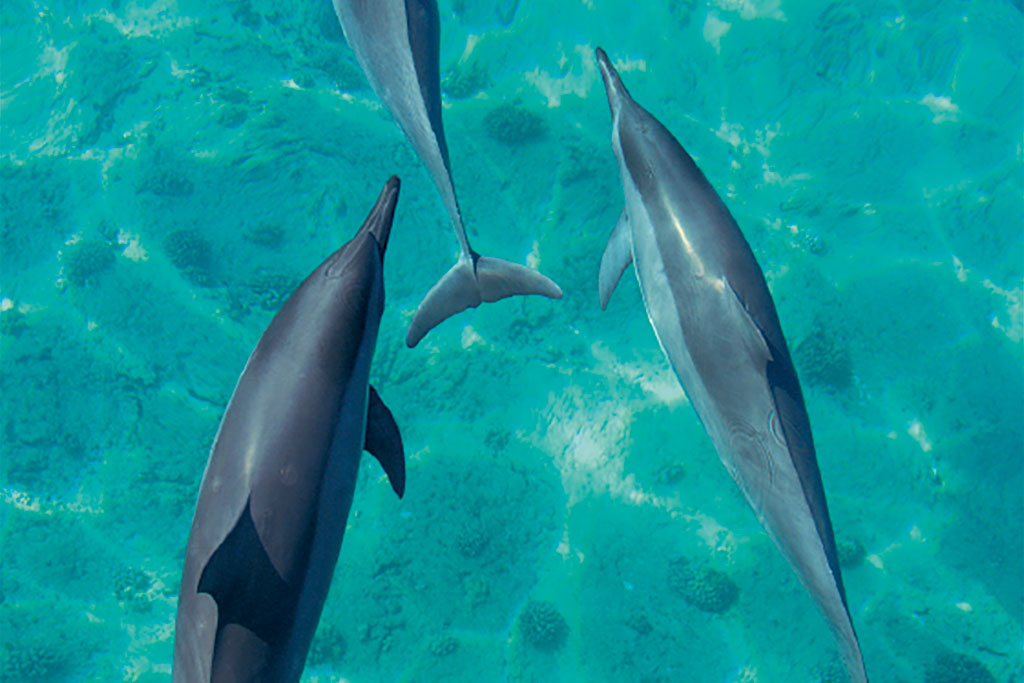 ドルフィン＆ユー