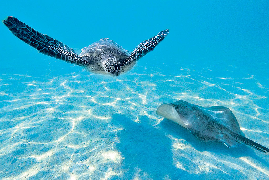 天使の海 ピクニック・セイル