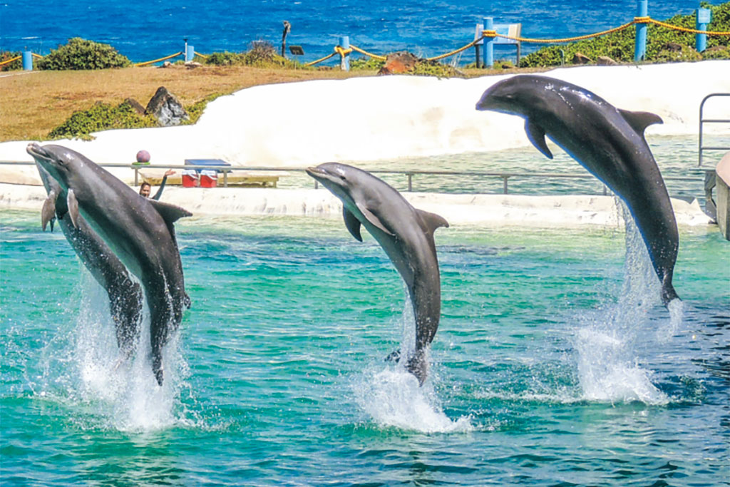シーライフ・パーク・ハワイ