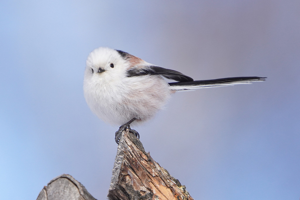 シマエナガ(画像:PIXTA)