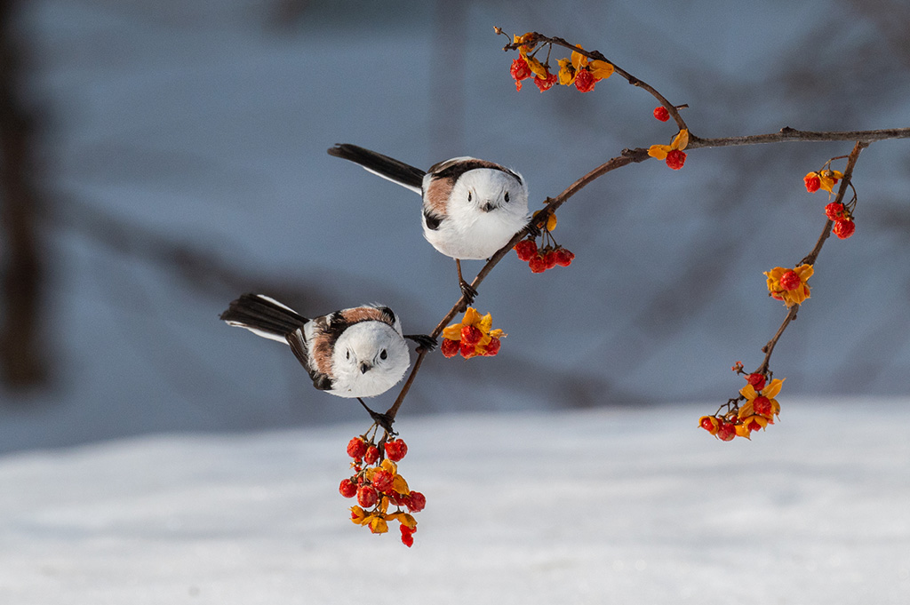 シマエナガ(画像:PIXTA)