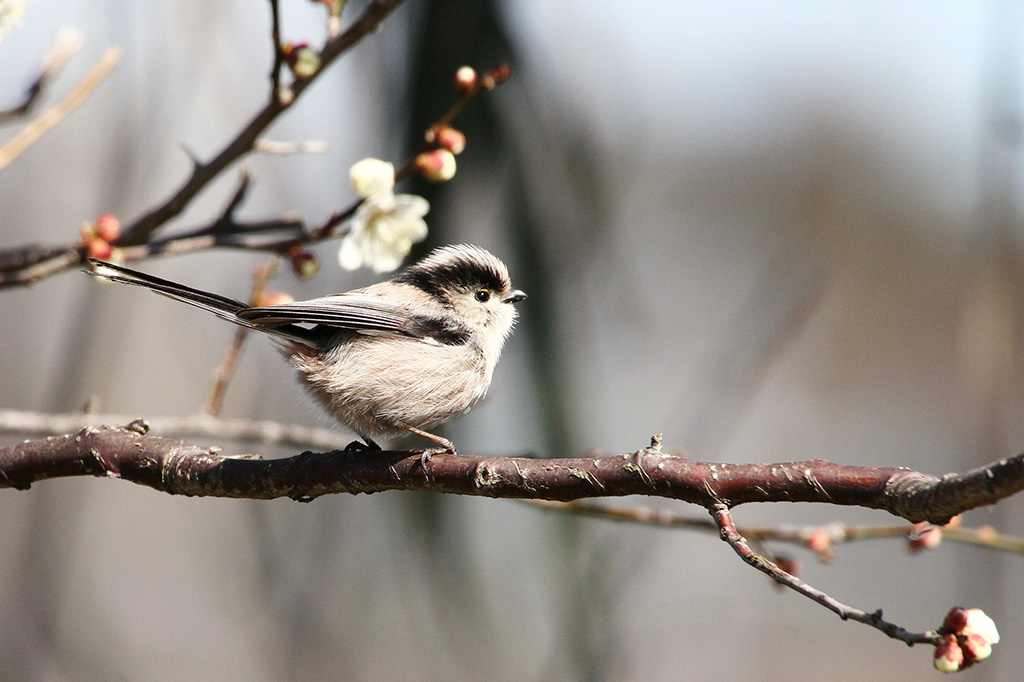 シマエナガ(画像:PIXTA)