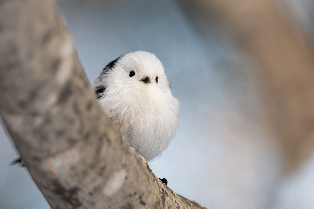 シマエナガ(画像:PIXTA)