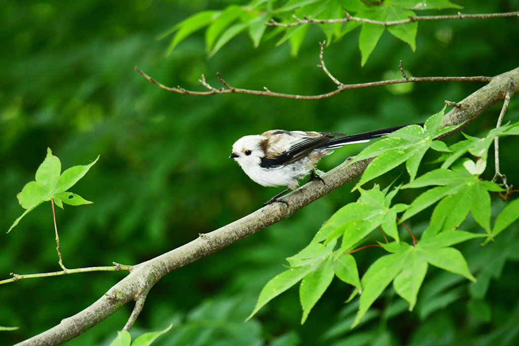 シマエナガ(画像:PIXTA)