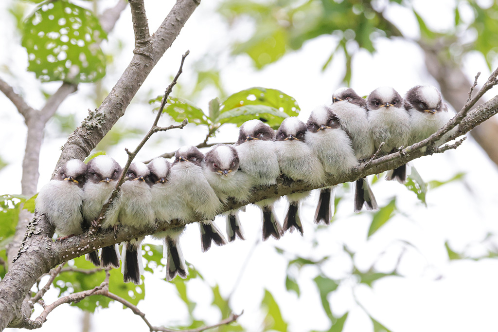 シマエナガ(画像:PIXTA)