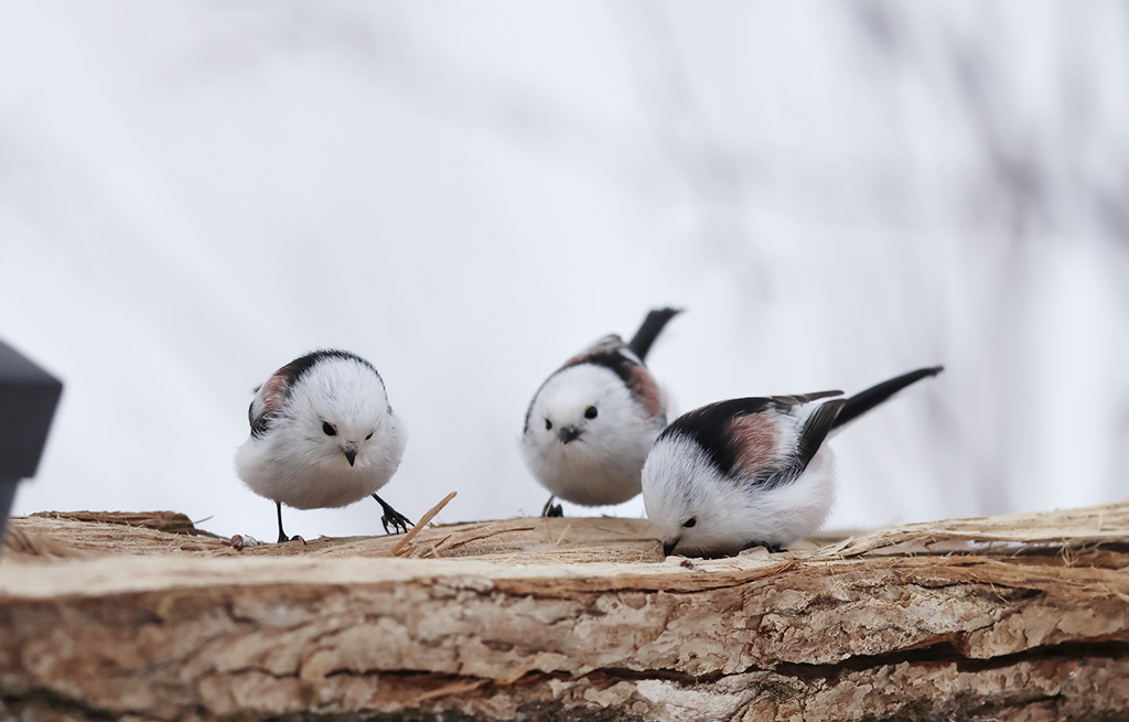 シマエナガ(画像:PIXTA)