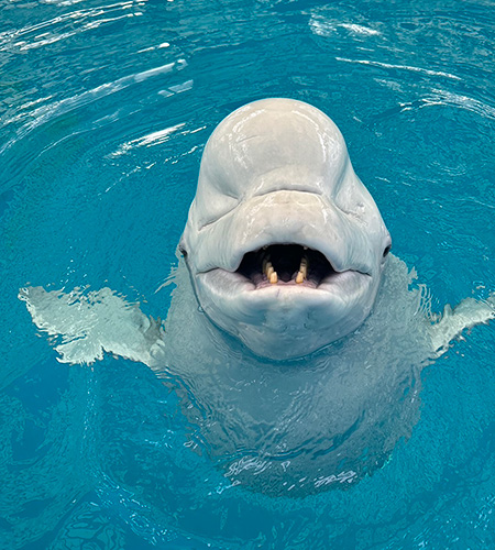 横浜・八景島シーパラダイスのシロイルカ（神奈川県/横浜市）