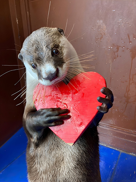 カワウソ“ひらり”／伊勢夫婦岩ふれあい水族館シーパラダイス（三重県／伊勢市）