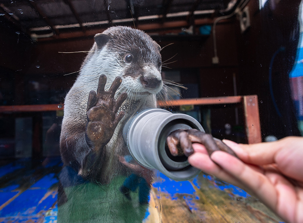 貴重なツメナシカワウソ／伊勢夫婦岩ふれあい水族館シーパラダイス（三重県／伊勢市）