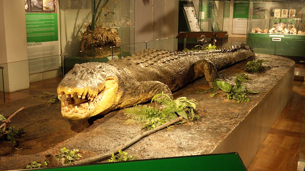 イリエワニ「ロロン」のレプリカ展示/特別展「超危険生物展 科学で挑む生き物の本気」（東京都/台東区）
