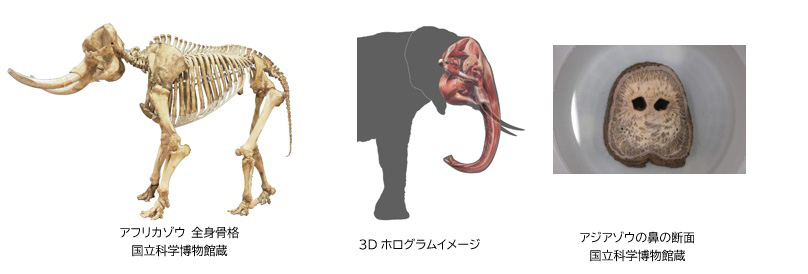 アフリカゾウの鼻のパワーの秘訣/特別展「超危険生物展 科学で挑む生き物の本気」（東京都/台東区）