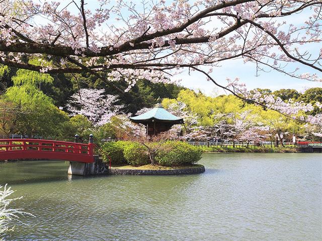 定光寺公園の桜（愛知県瀬戸市）